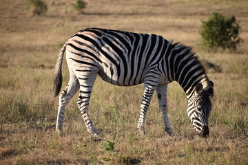 Fototapeta na wymiar A beautiful zebra on a meadow in Addo Elephant Park in Colchester, South Africa