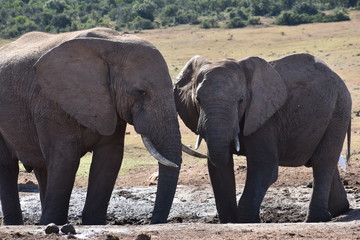Fototapeta premium Closeup of an elephant couple in Addo Elephant Park in Colchester, South Africa