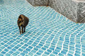 Cat bristling in defensive position
