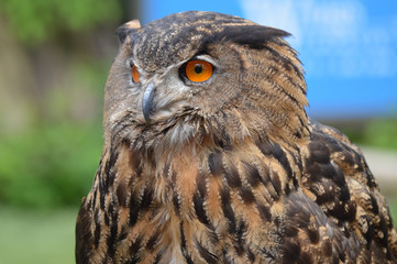 Eurasian eagle owl