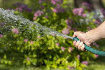 Man watering garden with hose, close-up