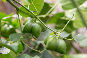 unripe green sacha inchi hanging from a sacha inchi tree