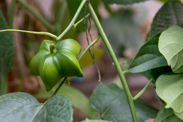 unripe green sacha inchi hanging from a sacha inchi tree