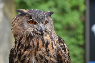 Eurasian eagle owl