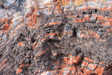 petrified wood crust shape with colorful minerals