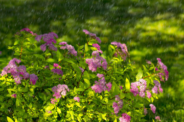 The flower of the red spiraea, the ornamental shrub used in landscape design, is well suited for decorating haircut