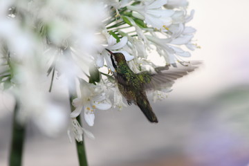 colibri © roselosfoto