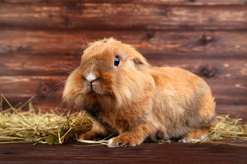 Fototapeta premium Brown beautiful rabbit with hay on wooden background