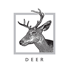 Deer head - black drawing isolated on white background.
Vector illustration of stags deer head in vintage style, graphic engraving design element for logo, pattern portrait of cute animal. 