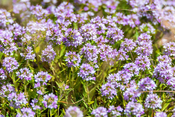 Fototapeta premium Flowers of thyme or Thymus close