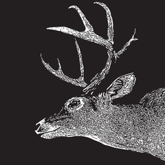 Obraz premium Deer head - graphic engraving illustration isolated on black background. Vector image of stags deer head in vintage style, portrait of cute horned animal. Symbol of hunting trophy.