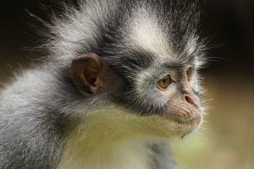 Thomas-Langur im Dschungel von Nordsumatra, Indonesien