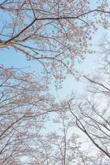 青空と桜