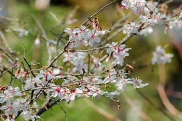 Cherry blossoms in Kamakura area, Kanagawa Prefecture, Japan