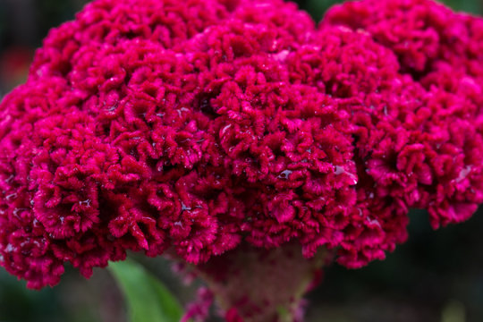 Flor de Terciopelo "Cresta de Gallo"
