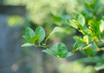Lime green leaves on tree