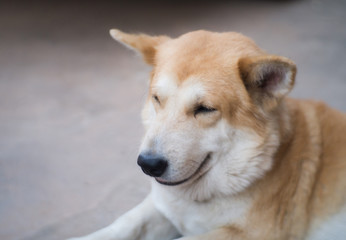 portrait Thai Ridgeback Dog. looking for a local owner is long gone