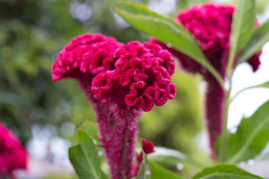 Flor de Terciopelo "Cresta de Gallo"