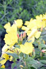 yellow flowers and buds of meadow evening primrose (oenothera pilosella, Onagraceae)