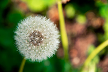 Dandelion seed head in shadow