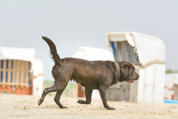 Hund in Bewegung am Strand der Nordsee