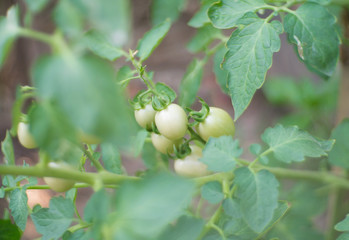 unripe green tomatoes hanging from a mango tree