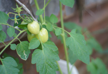 unripe green tomatoes hanging from a mango tree