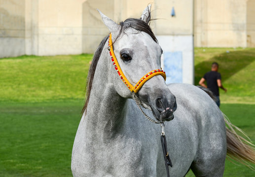 Beautiful arab black gray horse on green meadow