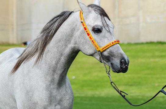 Beautiful arab black gray horse on green meadow