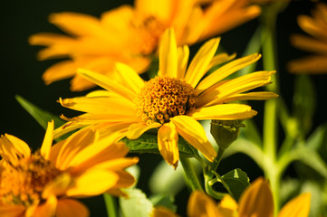 bouquet of bright yellow flowers Heliopsis helianthoides