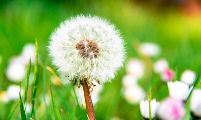 Bright dandelion seed head