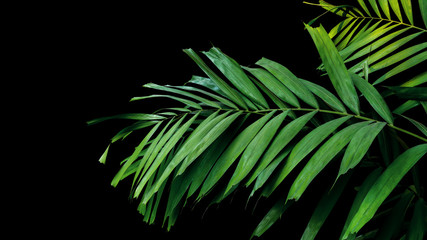 Palm leaves, tropical foliage plant growing in wild on black background, clipping path included.