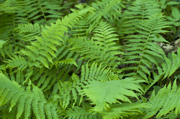 Fototapeta na wymiar Beautyful ferns leaves green foliage natural floral fern background in sunlight.