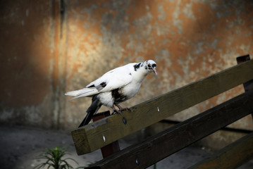 Pigeon on the bench