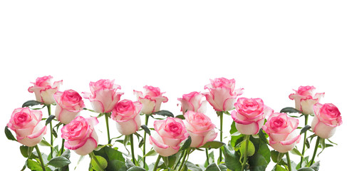 Frame of white roses with a pink border isolated on a white background