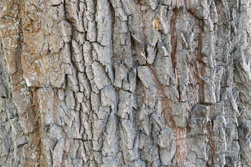 tree bark as an abstract texture for the background