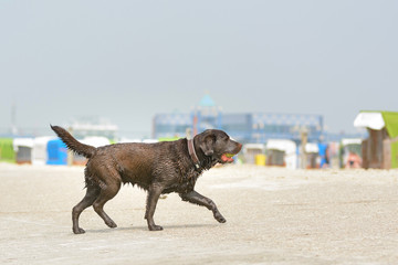 Ein Hund läuft am Strand entlang