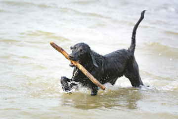 Ein Hund spielt im Wasser am Srand