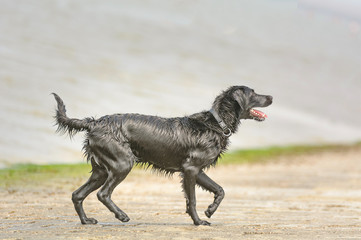 Fototapeta premium Ein Hund spielt im Wasser am Srand
