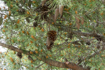 Pine Cone on a Pine