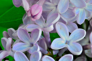 lilac flowers in spring