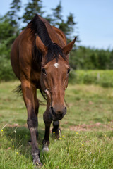 Naklejka na ściany i meble Senior, Aged Healthy Horse in the Pasture during the Summer 