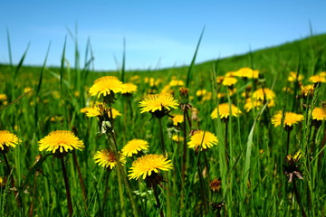 dandelions in the meadow, among the green grass