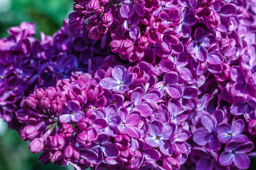 Obraz premium A branch of a violet purple lilac. Shallow depth of field. Selective focus.