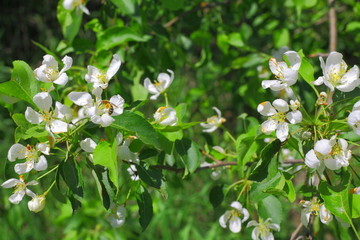 Flowering Apple tree pollination bees