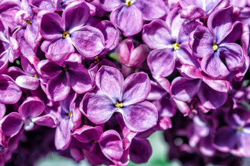 Violet lilac flowers as a background. Close-up.