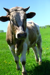 cow grazing in the meadow