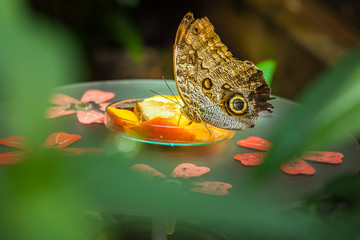 Naklejka premium Wspólny motyl bananowy (caligo eurilochus) obserwowany na talerzu owocowym przez zieloną zieleń