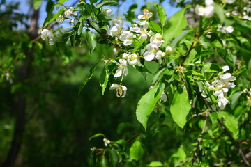 Apple tree flowering