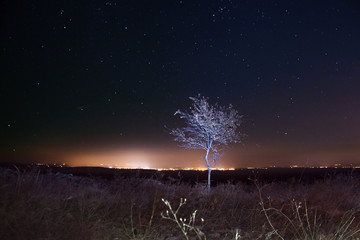 Night landscape with alone trees